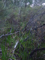 Anigozanthos flavidus