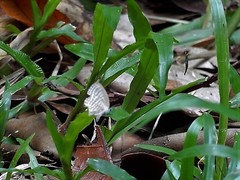 Jamides celeno aelianus