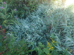 Phalaris arundinacea picta