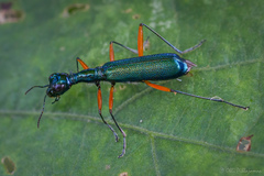 Neocollyris
