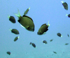 Chromis pembae
