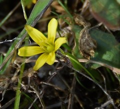 Gagea nevadensis