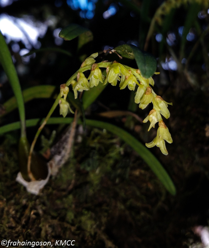 Bulbophyllum zaratananae Schltr.