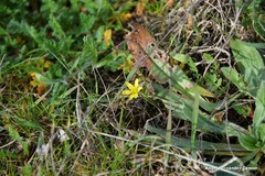 Gagea nevadensis
