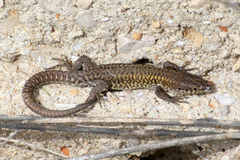 Podarcis carbonelli carbonelli