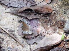 Euthalia monina monina