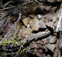 Anacampseros telephiastrum