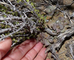 Anacampseros telephiastrum