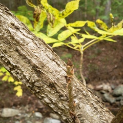 Fraxinus nigra image