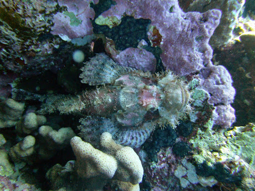 Bearded scorpionfish (Scorpaenopsis barbata) — Scorpaenidae