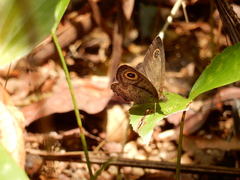 Ypthima horsfieldii humei