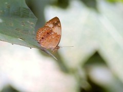 Cupha erymanthis lotis