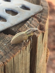 Naupactus dissimilis