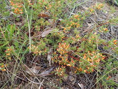 Pultenaea laxiflora