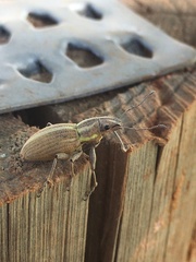 Naupactus dissimilis