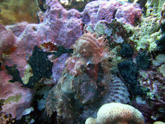 Scorpaenopsis barbata