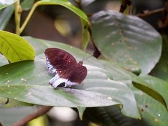 Tanaecia iapis puseda