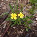 Goodenia geniculata - Photo (c) Ralph Foster, algunos derechos reservados (CC BY-NC), uploaded by Ralph Foster