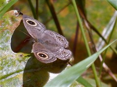 Ypthima horsfieldii humei