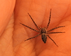 Nilus