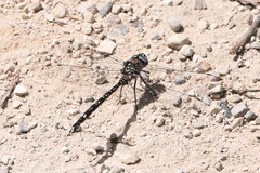 Austroaeschna parvistigma