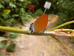 Eooxylides tharis distanti