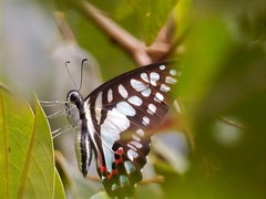 Graphium evemon eventus