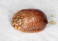 Paropsis omphale