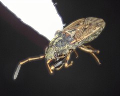 Pseudopachybrachius