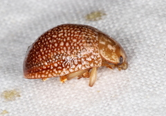 Paropsis omphale