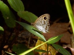 Ypthima horsfieldii humei