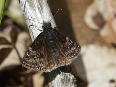 Erynnis lucilius