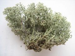Cladonia arbuscula ssp. arbuscula image