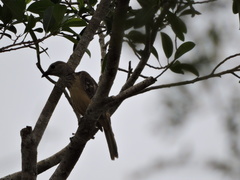 Chlamydera cerviniventris