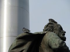 Columba livia domestica