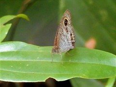 Ypthima horsfieldii humei