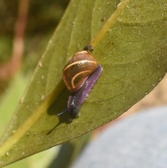 Orthalicidae