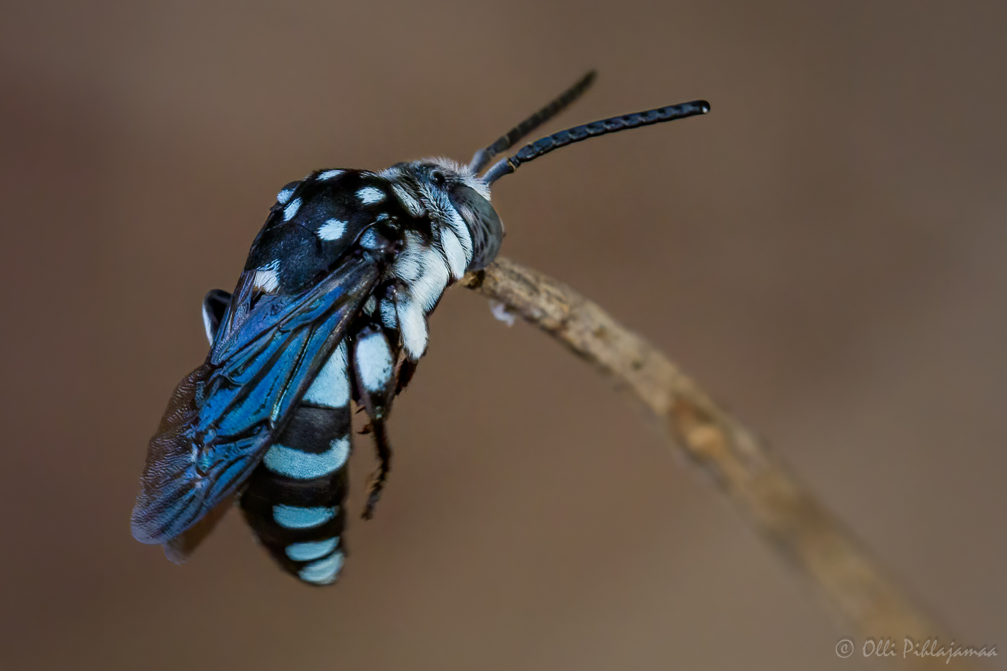 Cloak-and-Dagger Bees (Genus Thyreus) · iNaturalist