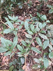 Camellia formosensis