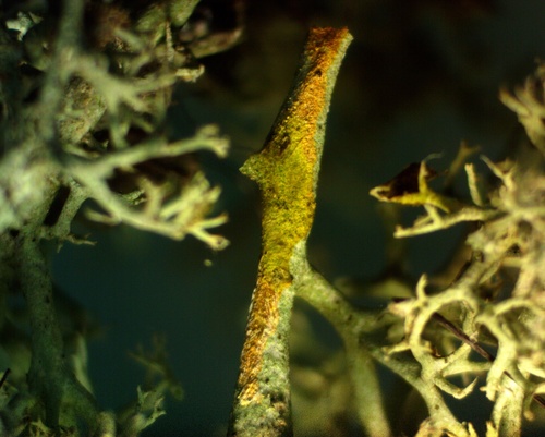 Cladonia arbuscula ssp. arbuscula image