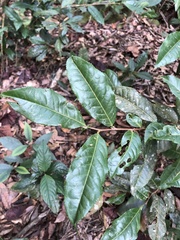 Camellia formosensis