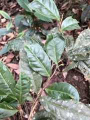 Camellia formosensis