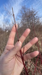 Cornus obliqua