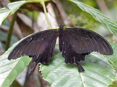 Papilio iswara