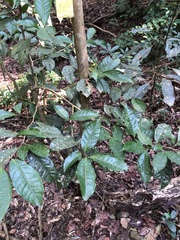 Camellia formosensis
