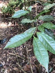 Camellia formosensis