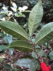 Camellia formosensis