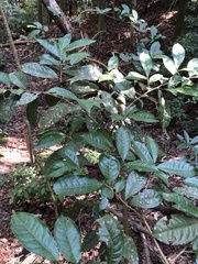 Camellia formosensis