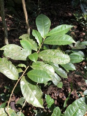 Camellia formosensis