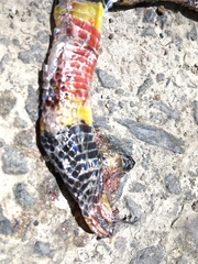 Micrurus mosquitensis